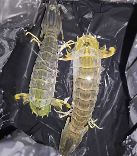 jumbo Mantis Shrimp Live Seafood Shipped with Oxygen Packs photo review